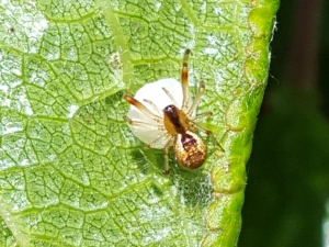 Auxiliaire Araignée