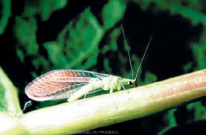 Auxiliaire Chrysope adulte