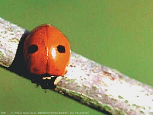 Auxiliaire Coccinelle Adalia bipuncta