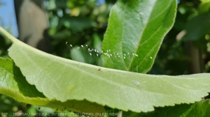 Auxiliaire Chrysope