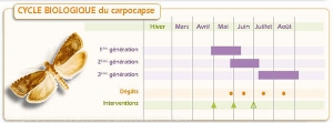 Prunier_Cycle-carpocapse<i>Cydia funebrana<i>