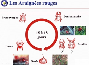 Prunier_Cycle-araignees-rouges<i>Panonychus ulmi, Tetranychus viennensis, Bryobia sp.<i>