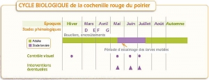 Prunier_Cycle-cochenille-rouge-poirier <i>Epidiaspis leperii<i>