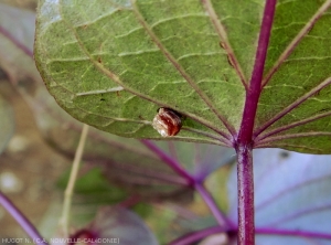 Structure en feuillet de la ponte d’œuf en amas d'<b><i>Aspidimorpha sp.</i></b>. (casside de la patate douce)