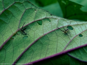 Premier stade larvaire <b><i>A. quinquefasciata</i></b>. (casside de la patate douce)