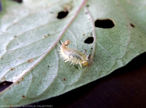 Stade larvaire intermédiaire d'<b><i>A. quinquefasciata</i></b>. (casside de la patate douce)