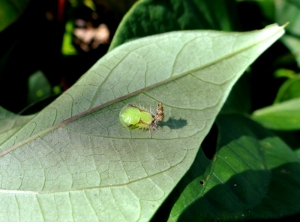 Pupe d'<b><i>A. quinquefasciata</i></b> (casside de la patate douce)