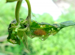 Coccinelle-Henosepilachna-sparsa-vigintisexpunctata-Larve-1