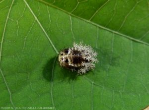 Coccinelle-Henosepilachna-sparsa-vigintisexpunctata-Pupe-1