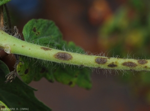 Détail de plusieurs lésions brunes et elliptiques formées sur un pétiole de tomate. <i>Corynespora cassiicola</i> (corynesporiose)