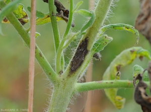 Lésion étendue, noirâtre, et allongée sur apex de tomate. <i>Corynespora cassiicola</i> (corynesporiose)