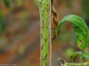 De nombreuses petites lésions brunâtres, allongées et nécrotiques parsèment cette tige de tomate. <i>Corynespora cassiicola</i> (corynesporiose)