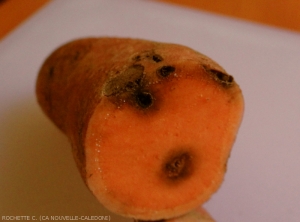 Dégâts de charançons dans un tubercule de patate douce, on observe bien la galerie de l'insecte ainsi que la partie du tubercule nécrosée à l'extérieure.