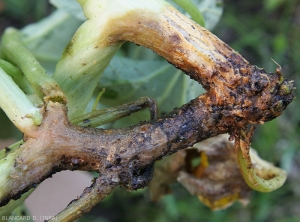 La lésion est étendue, elle ceinture maintenant ces deux rameaux. Les tissus altérés, en plus d'être humides, ont pris une teinte brunâtre à noire. Des fructifications sont présentes sur les tissus. <i>Didymella bryoniae</i>