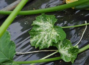 Chimere-Courgette