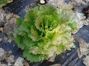 Chimere-salade