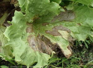 Sur cette feuille les nombreuses larges lésions couvrent pratiquement tout le limbe. Les tissus altérés sont nécrosés, sauf en périphérie où ils sont encore humides et sombres.  <i>Rhizoctonia solani</i>  (Rhizoctone foliaire - web-blight)