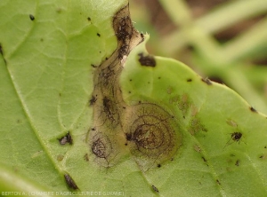 Taches  d'alternariose observée à la face inférieure d'une feuille de navet. (<i>Alternaria brassicicola</i>)