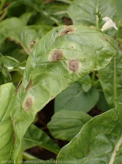 Taches sporulées d'alternariose sur feuille de navet. <i>Alternaria brassicicola</i>