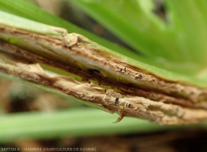 Lésion chancreuse et nécrotique sur pétiole de céleri. <i>Myrothecium</i> sp.