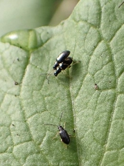  Altises Leptophysa sur feuille de chou