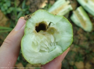 Une cavité à été creusé par une larve de <i>Diaphania nitidatis</i> à l'intérieur d'un fruit de concombre. notez l'oxydation des tissus qui ont pris une teinte brune. (pyrale du concombre)