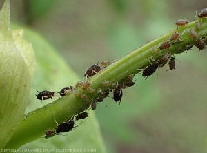 Colonie de puceron de l'arachide (<i>Aphis craccivora</i>) parasitant le haricot.