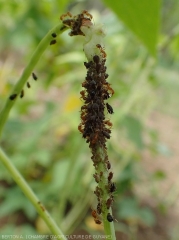 Jeune gousse de haricot parasité par le puceron de l'arachide (<i>Aphis craccivora</i>).