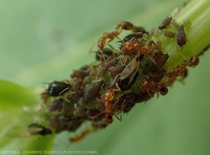 Colonie de puceron de l'arachide (<i>Aphis craccivora</i>) parasitant le haricot.