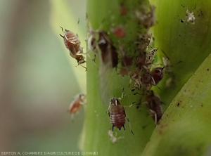 Colonie de puceron de l'arachide (<i>Aphis craccivora</i>) parasitant le haricot.