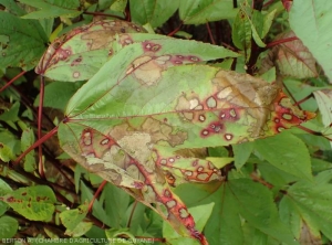 Cette feuille d'oseille rouge de Guiné (<i>Hibiscus sabdariffa</i>) montre de nombreuses lésions nécrotiques plus ou moins étendues. Certaines, de teinte beigeâtre sont entourées d'un halo lie de vin. (<i>Rizoctonia solani</i>)
	