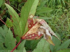 Notez sur cette feuille d'oseille rouge de Guiné (<i>Hibiscus sabdariffa</i>) la présence d'un mycélium dense mycélium aérien blanc par endroits. (<i>Rizoctonia solani</i>)