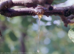 Bactériose à Pseudomonas <i>Pseudomonas sp.<i>