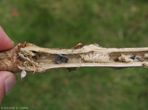 Une coupe longitudinale dans une lésion permet de constater la totale dégradation des tissus interne, et la présence de mycélium et de gros sclérotes noirs. (<i>Sclerotinia sclerotiorum</i>)