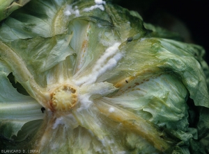 Plusieurs feuilles basse de cette salade pourrissent plus ou moins, à la fois le limbe et la nervure principale. Du mycélium blanc et dense couvre progressivement les tissus foliaires partiellement décomposés. (<i>Sclerotinia sclerotiorum</i>)