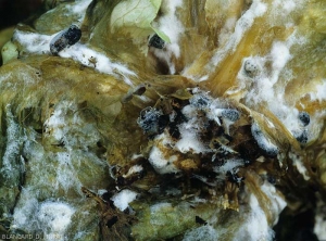 Sclérotes en formation sur collet de salade. Ceux-ci ne tardent pas à se mélaniser et durcir. (<i>Sclerotinia sclerotiorum</i>)