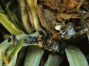 Détail de gros sclérotes allongés et noirs sur salade. (<i>Sclerotinia sclerotiorum</i>)