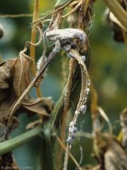 Portion de tige de concombre altérée, de teinte marron à brune, portant par endroits des masses d'abord blanches noircissant progressivement (les sclérotes). (<i>Sclerotinia sclerotiorum</i>) 