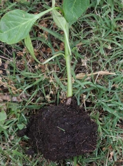 Un chancre brun et plus clair en son centre, plutôt sec et bien délimité, ceinture la base de ces pieds de piment. <i>Rhizoctonia solani</i> 