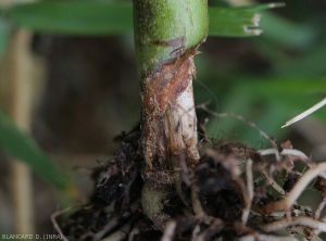 Les tissus du cortex de la lésion chancreuse située au collet de ce pied de piment  sont brun sombre et se sont en partie décomposés.  Les tissus vasculaires sont maintenant visibles. <i>Rhizoctonia solani</i> 