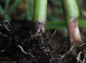 Un chancre brun et bien délimité, ceinture la base de ces pieds de piment. <i>Rhizoctonia solani</i> 