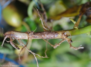 Lésions nécrotiques brunes sur situées à la base de la tige d'un pied de pomme de terre. <i><b>Rhizoctonia solani</i></b> (rhizoctone brun)