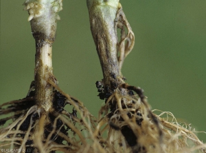 Un chancre brunâtre, plutôt sec et bien délimité, ceinture la base de ces pieds de tomate. <i>Rhizoctonia solani</i> 