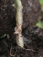 Lésion chancreuse sèche et étendue sur la partie basse de la tige d'un plant d'aubergine. Notez la décomposition des tissus du cortex.
 <i>Rhizoctonia solani</i> 