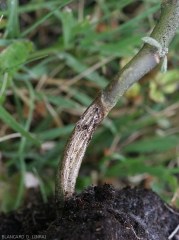 Eclatement de la tige d'un plant d'aubergine sur sa partie basse proche du sol. <i>Rhizoctonia solani</i> 