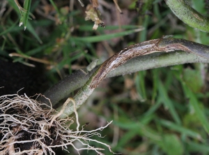 Lésion chancreuse sèche et étendue ceinturant la partie basse de la tige d'un plant d'aubergine.
 <i>Rhizoctonia solani</i> 