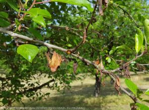 Monilia (<i>Monilia spp.<i>)