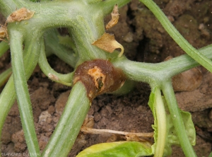 Rhizoctonia-Melon5