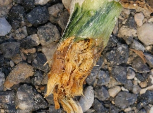 Le système racinaire de ce pied  de courgette a entièrement pourri et disparu. Les tissus corticaux et contigus ditués au niveau du collet sont sombres à brun rougeâtres. <i>Rhizoctonia solani</i> 