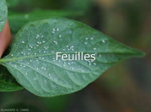 Aleurodes-Piment5